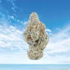 First Class Exotic THCA Flower